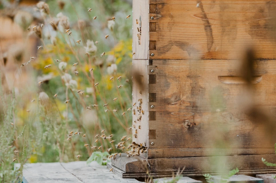 ruche de biodiversité